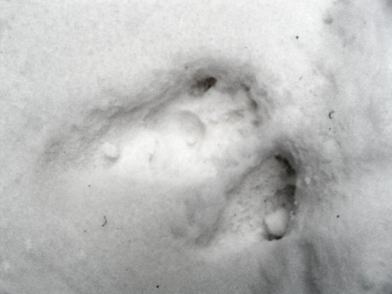 Raccoon Tracks Photograph