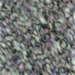 Abalone